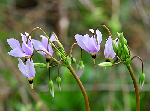 Primula_meadia_inflorescence2.jpg