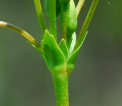 Primula_meadia_involucre.jpg