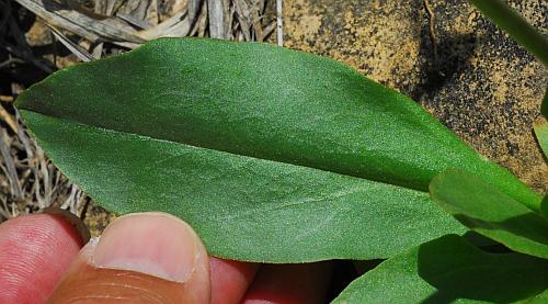 Primula_meadia_leaf1.jpg