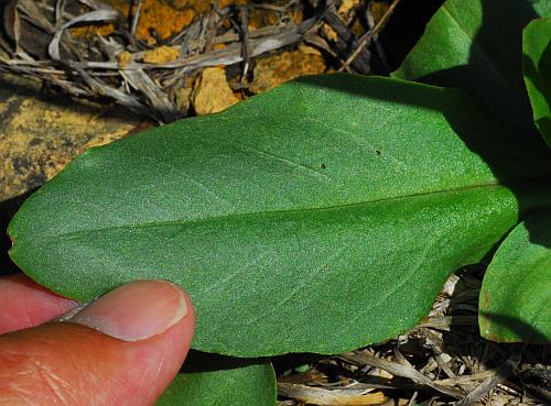 Primula_meadia_leaf2.jpg