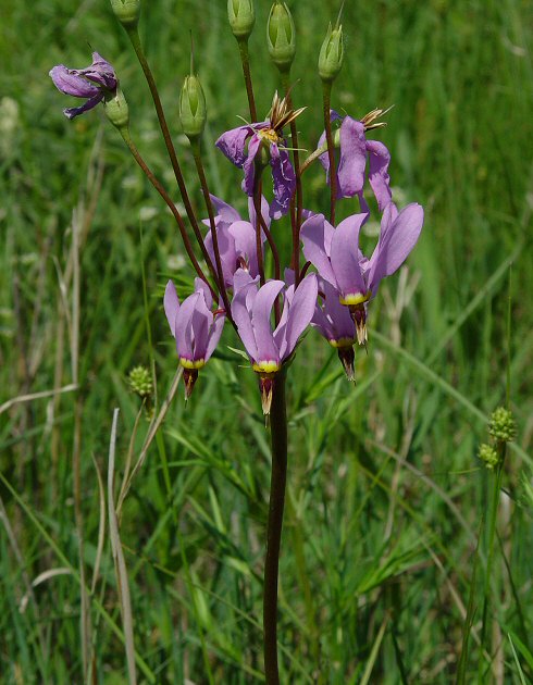 Primula_meadia_plant.jpg