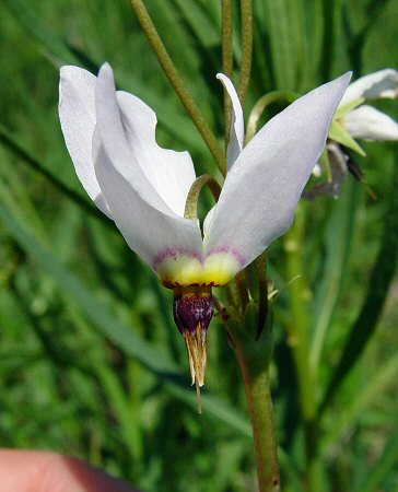 Primula_meadia_white_flower.jpg