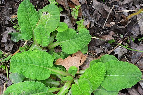 Primula_veris_basals.jpg