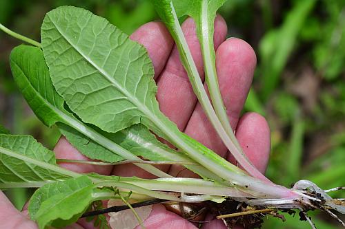 Primula_veris_basals2.jpg