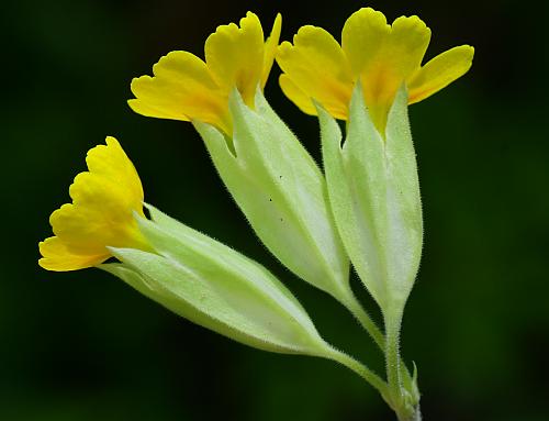 Primula_veris_calyces.jpg