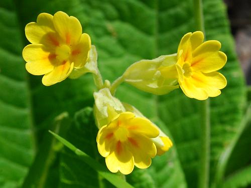 Primula_veris_corollas.jpg