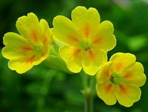 Primula_veris_corollas2.jpg