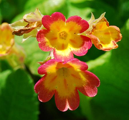 Primula_veris_corollas3.jpg