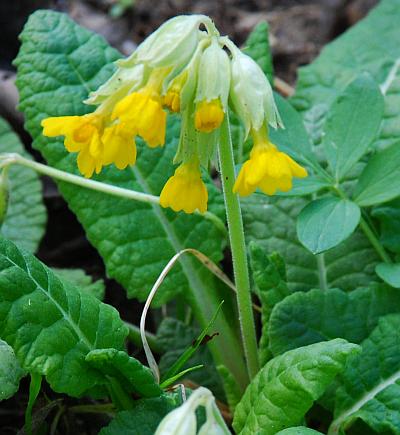 Primula_veris_inflorescence1.jpg