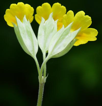 Primula_veris_inflorescence2.jpg