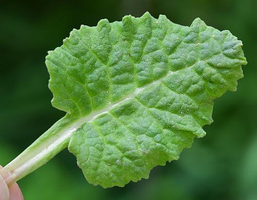 Primula_veris_leaf1.jpg