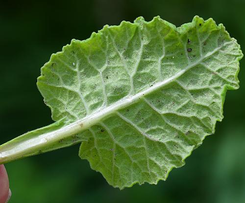 Primula_veris_leaf2.jpg