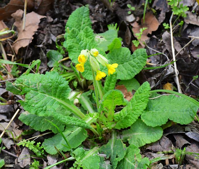 Primula_veris_plant.jpg