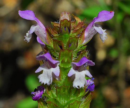 Prunella_vulgaris_flowers.jpg