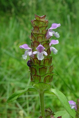 Prunella_vulgaris_inflorescence.jpg