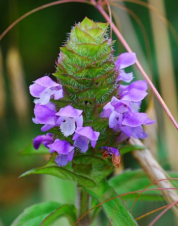 Prunella_vulgaris_inflorescence1.jpg