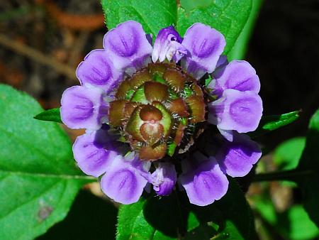 Prunella_vulgaris_inflorescence2.jpg