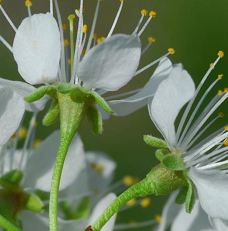 Prunus_americana_calyces.jpg