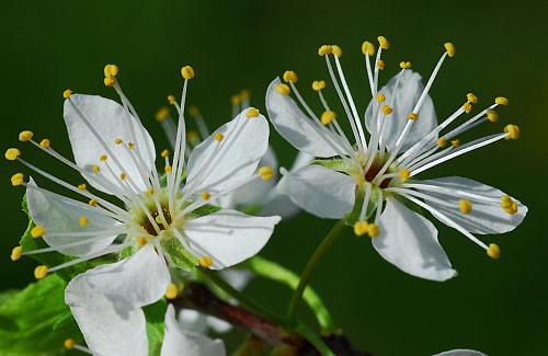 Prunus_americana_flowers.jpg