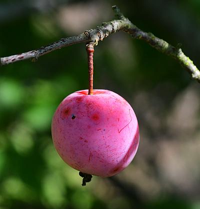 Prunus_americana_fruit.jpg
