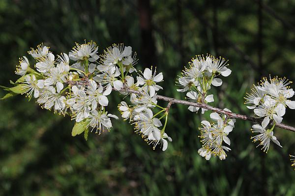 Prunus_americana_inflorescence.jpg