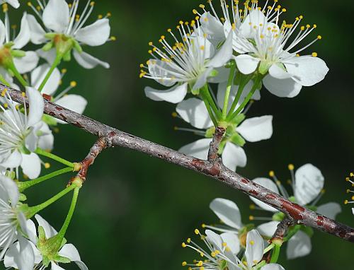 Prunus_americana_inflorescence2.jpg