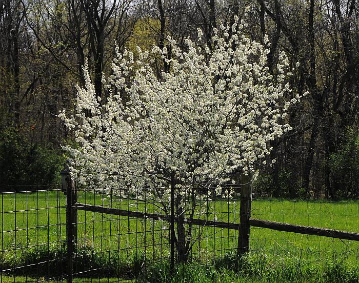 Prunus_americana_plant.jpg