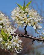 Prunus americana thumbnail