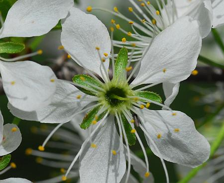 Prunus_hortulana_corolla.jpg