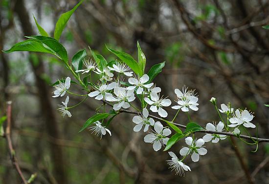 Prunus_hortulana_inflorescence.jpg