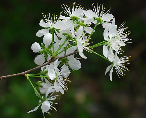 Prunus_hortulana_inflorescence2.jpg