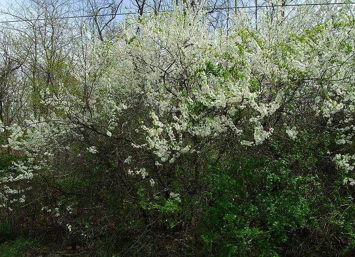 Prunus_hortulana_plant.jpg