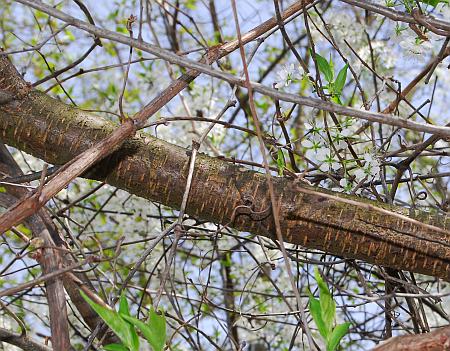 Prunus_hortulana_stem.jpg