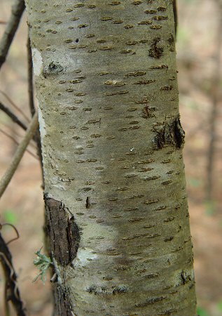 Prunus_serotina_bark.jpg