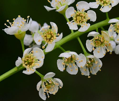 Prunus_serotina_flowers.jpg