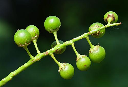 Prunus_serotina_fruits.jpg