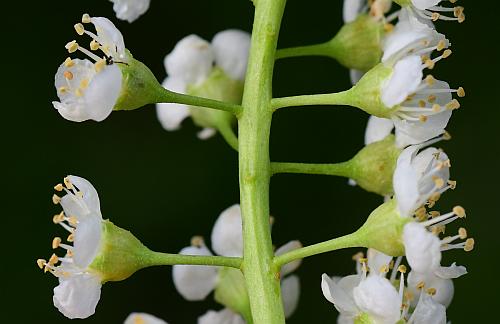 Prunus_serotina_hypanthia.jpg