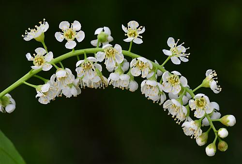 Prunus_serotina_inflorescence.jpg