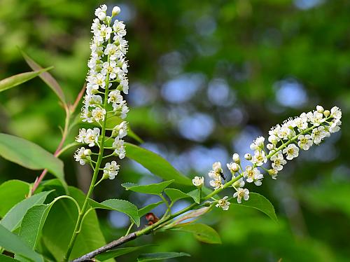 Prunus_serotina_inflorescences.jpg