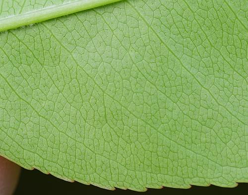 Prunus_serotina_leaf2a.jpg