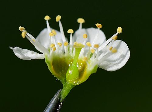 Prunus_serotina_pistil.jpg