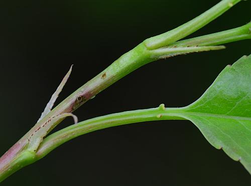 Prunus_serotina_stipules.jpg