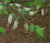 Prunus serotina thumbnail