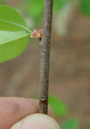 Prunus_serotina_twig.jpg