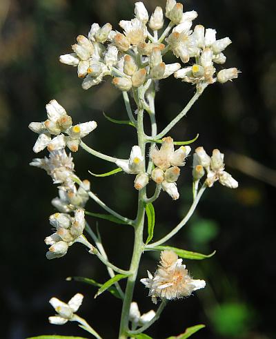 Pseudognaphalium_obtusifolium_inflorescence.jpg