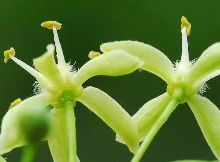 Ptelea_trifoliata_calyces.jpg