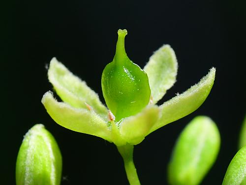 Ptelea_trifoliata_flower.jpg