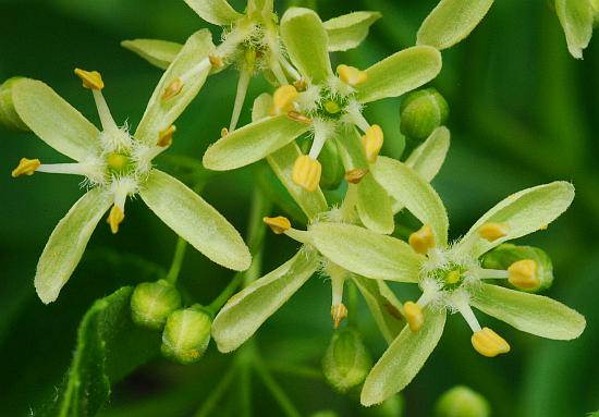 Ptelea_trifoliata_flowers.jpg