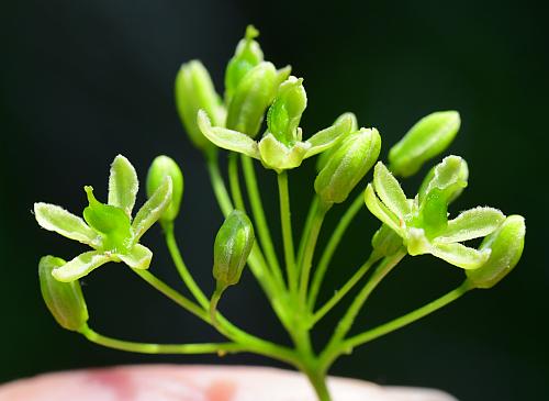 Ptelea_trifoliata_flowers2.jpg