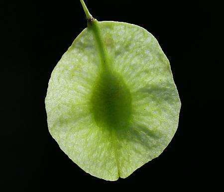 Ptelea_trifoliata_fruit.jpg